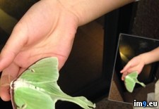 Tags: caterpillar, fall, luna, moth, pupated, room, turns, was (Pict. in My r/PICS favs)