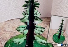 Tags: christmas, grew, own, tree (Pict. in My r/PICS favs)