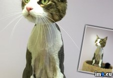 Tags: cat, head, shaved (Pict. in My r/PICS favs)