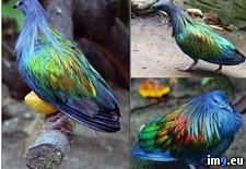 Tags: beautiful, nicobar, pigeon, real (Pict. in My r/PICS favs)