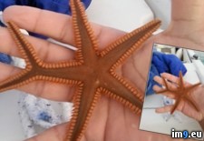 Tags: million, one, starfish (Pict. in My r/PICS favs)