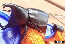 Tags: australia, beetle, live, offering, peace, sugar, water (Pict. in My r/PICS favs)