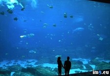 Tags: aquarium, drove, for, hoping, hours, largest, months, out, planned, rented, say, she, straight, worlds (Pict. in My r/PICS favs)