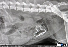 Tags: dog, ducky, pregnant, raise, rubber, xray (Pict. in My r/PICS favs)