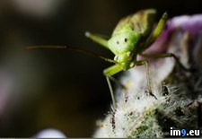 Tags: bugs, dream, for, geographic, national, photographing, working, year, you (Pict. in My r/PICS favs)