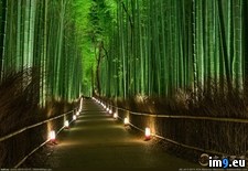 Tags: bamboo, illuminated (Pict. in My r/PICS favs)
