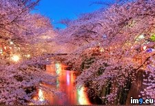 Tags: absolutely, gorgeous, japan, spring (Pict. in My r/PICS favs)