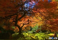 Tags: japanese, maple, portland (Pict. in My r/PICS favs)