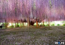 Tags: japanese, wisteria (Pict. in My r/PICS favs)