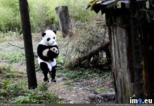 Tags: baby, carrying, dressed, man, panda, woods (Pict. in My r/PICS favs)