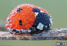 Tags: covered, dew, ladybug (Pict. in My r/PICS favs)