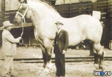 Tags: horse, largest, world (Pict. in My r/PICS favs)