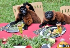 Tags: christmas, dinner, francisco, lemurs, san, zoo (Pict. in My r/PICS favs)