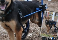 Tags: canada, dog, journey, leo, paraplegic (Pict. in My r/PICS favs)