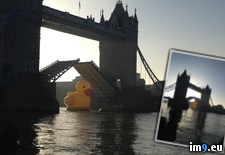 Tags: bridge, duckie, for, london, opens, rubber (Pict. in My r/PICS favs)
