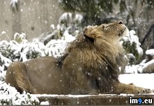 Tags: falling, lion, luke, snowflakes, watching, zoo (Pict. in My r/PICS favs)