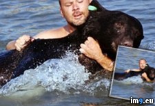 Tags: bear, drowning, man, saves (Pict. in My r/PICS favs)