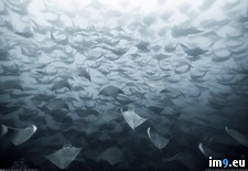 Tags: herd, manta, rays (Pict. in My r/PICS favs)
