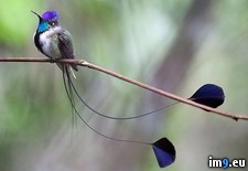 Tags: hummingbird, marvelous, spatuletail (Pict. in My r/PICS favs)