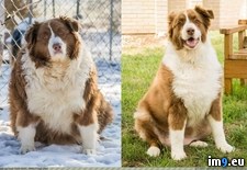 Tags: adopted, christmas, lbs, left, lost, meet, shelter, unhealthy (Pict. in My r/PICS favs)