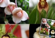 Tags: monkey, orchids (Pict. in My r/PICS favs)