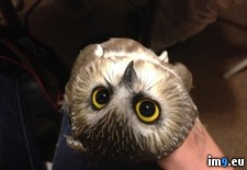 Tags: owls, photos, research, tiny (Pict. in My r/PICS favs)