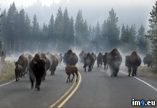 Tags: hour, morning, national, park, rush, traffic, yellowstone (Pict. in My r/PICS favs)
