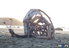 Tags: brother, driftwood, oregon, shore, snail (Pict. in My r/PICS favs)