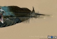 Tags: buddy, feathers, hand, paints (Pict. in My r/PICS favs)