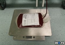 Tags: asked, blood, dog (Pict. in My r/PICS favs)