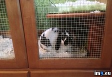 Tags: built, for, girlfriend, hutch, our, pet, rabbit (Pict. in My r/PICS favs)