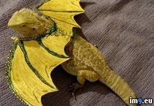 Tags: bearded, dragon, dress, for, girlfriend, halloween, insisted, our (Pict. in My r/PICS favs)