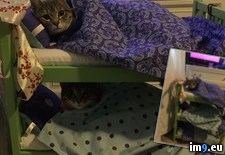 Tags: beds, bunk, cats, decided, niece, sleep (Pict. in My r/PICS favs)