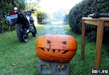 Tags: but, did, grill, loves, one, pumpkin, roommate (Pict. in My r/PICS favs)