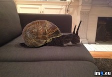Tags: cat, roommate, snail (Pict. in My r/PICS favs)
