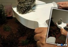 Tags: bird, brought, cat, dead, sister, thought (Pict. in My r/PICS favs)