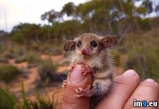 Tags: animals, australian, kill (Pict. in My r/PICS favs)