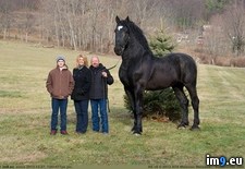 Tags: champion, hands, high, horse, now, percheron, stands, supreme, world (Pict. in My r/PICS favs)