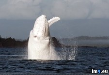 Tags: albino, earth, one, whales (Pict. in My r/PICS favs)