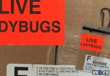 Tags: amazon, arrived, ladybugs, ordered (Pict. in My r/PICS favs)