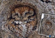 Tags: fit, owl (Pict. in My r/PICS favs)