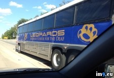 Tags: bus, deaf, leopard, passed, tour (Pict. in My r/PICS favs)