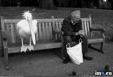 Tags: bench, man, old, park, pelican, sharing (Pict. in My r/PICS favs)