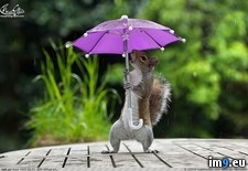 Tags: photographer, squirrel, tiny, umbrella (Pict. in My r/PICS favs)