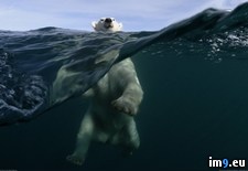 Tags: bears, boat, bunni, finally, for, got, joe, photographer, polar, shot, small, spent (Pict. in My r/PICS favs)