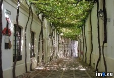 Tags: plenty, shade, street (Pict. in My r/PICS favs)