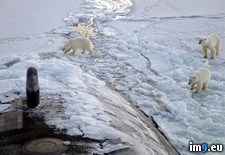 Tags: bears, checking, honolulu, out, polar, submarine, uss (Pict. in My r/PICS favs)