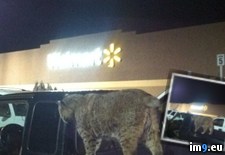Tags: bobcat, fucking, mate, pulling, room, walmart (Pict. in My r/PICS favs)