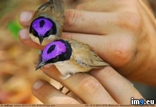 Tags: crowned, fairy, purple, wrens (Pict. in My r/PICS favs)