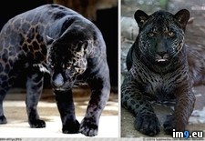 Tags: black, leopard, rare (Pict. in My r/PICS favs)